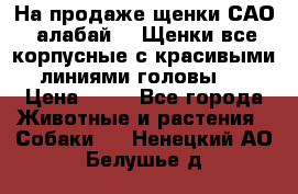 На продаже щенки САО (алабай ). Щенки все корпусные с красивыми линиями головы . › Цена ­ 30 - Все города Животные и растения » Собаки   . Ненецкий АО,Белушье д.